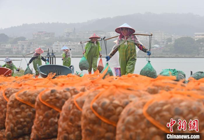 福建泉港：做活“海”文章 助力乡村振兴